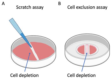 scratch test cell culture|Cell scratch test.